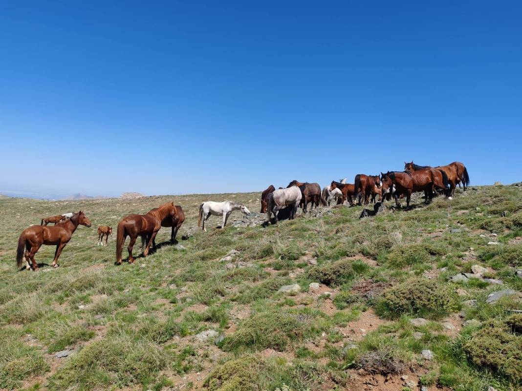 Konya’da doğanın özgür ruhu! Yılkı atları yakından görüntülendi 7